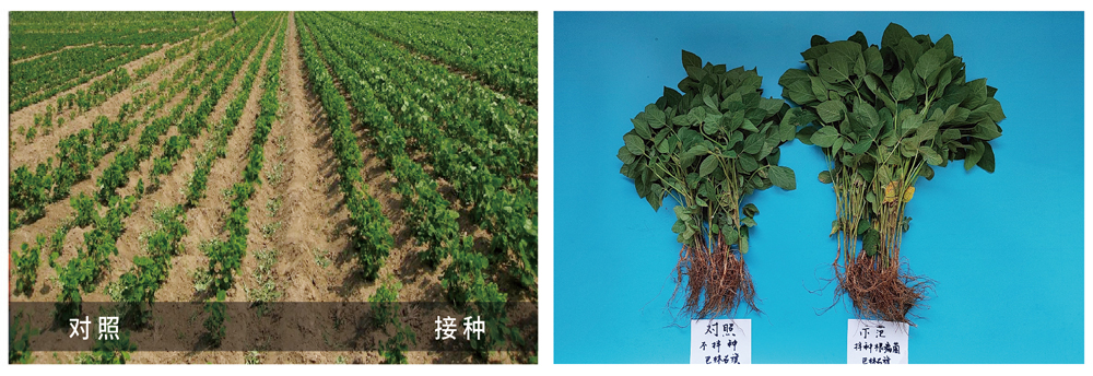 豪运国际生物推进根瘤菌剂应用助力大豆产能提升