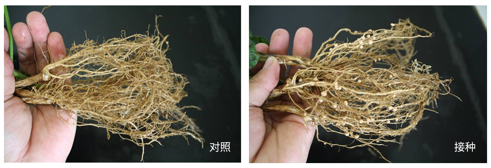 豪运国际生物推进根瘤菌剂应用助力大豆产能提升