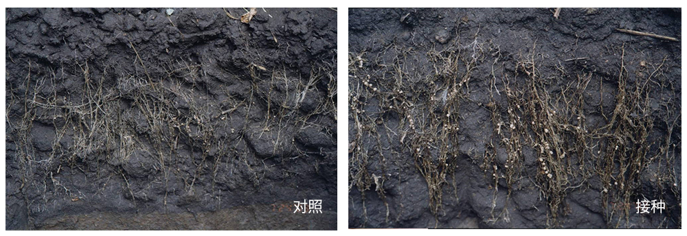 豪运国际生物推进根瘤菌剂应用助力大豆产能提升