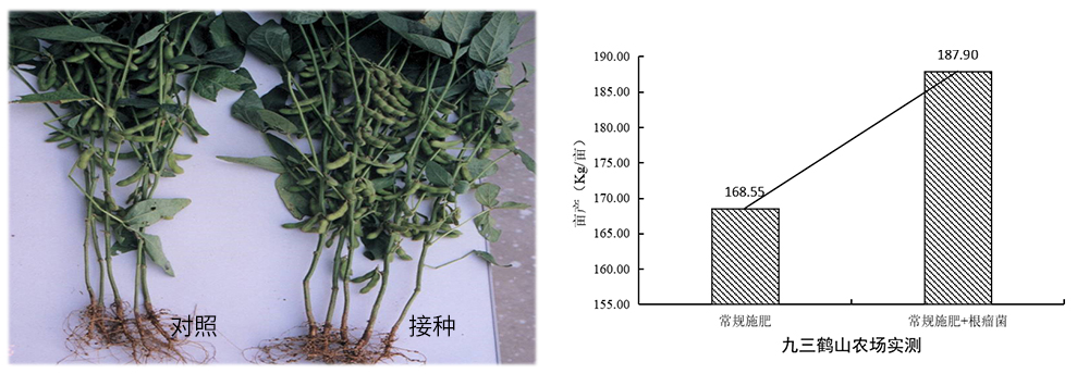 豪运国际生物推进根瘤菌剂应用助力大豆产能提升