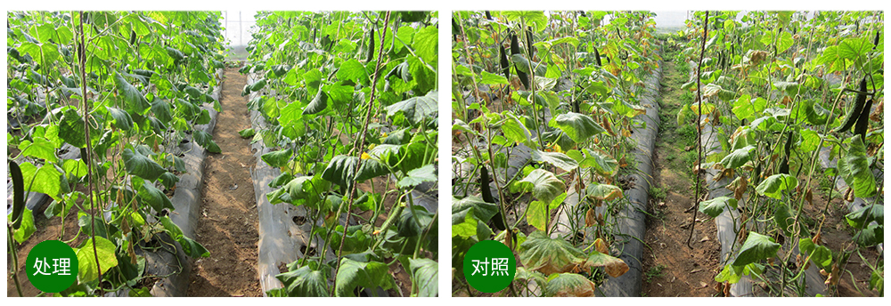 豪运国际生物益根劲菌多糖解决黄瓜根结线虫问题