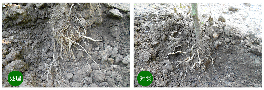 豪运国际生物益根劲菌多糖解决黄瓜根结线虫问题