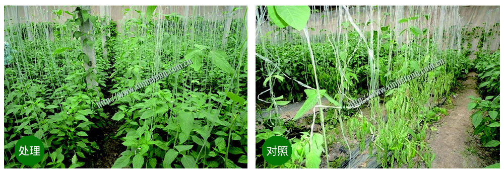 豪运国际生物立异型生防菌剂荧保素应用案例