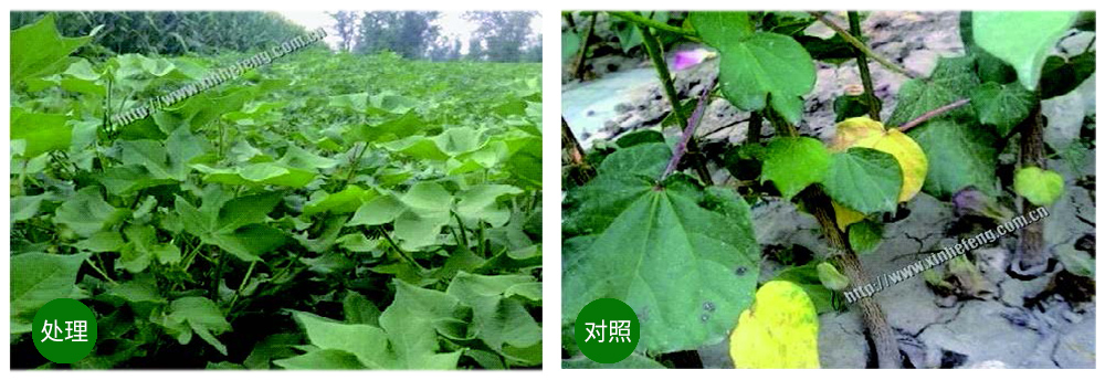 豪运国际生物立异型生防菌剂荧保素应用案例