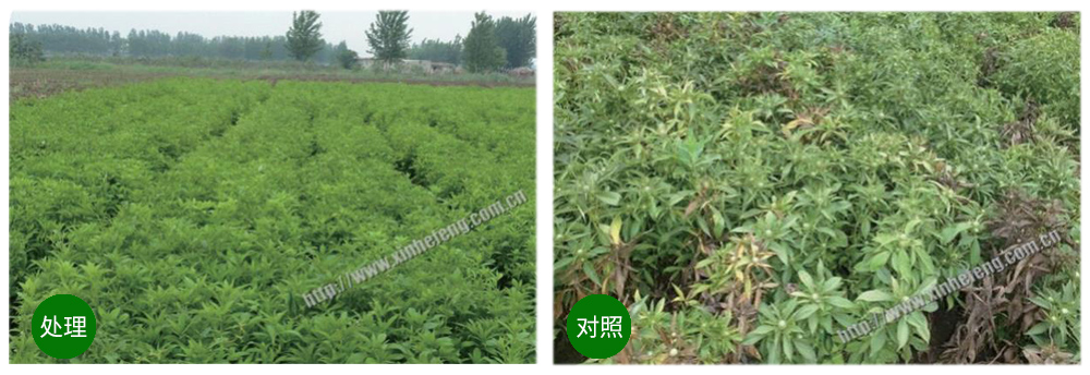 豪运国际生物立异型生防菌剂荧保素应用案例