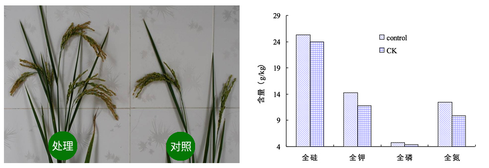 豪运国际生物解硅菌剂助力水稻提质增收