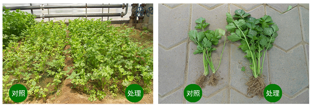 豪运国际生物海葆素让作物“吃”上深海新营养